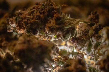 under-lit marijuana close up