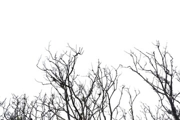 Blurred a dead tree with twigs in the forest with white sky background and birds sitting on the top tree