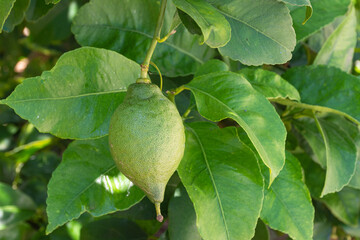 Close up of garden lemons