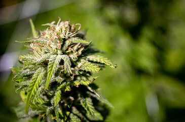 close up of a trimmed marijuana flower