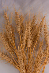 Close up of ears of wheat
