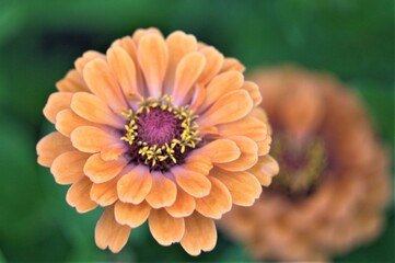 orange flower