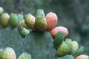 Fichi d'india