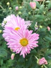 pink dahlia flower