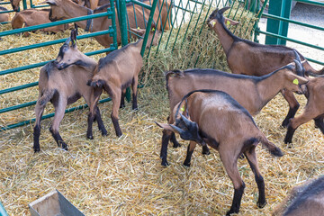  Brown Goats at Farm