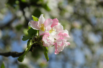 Fototapeta na wymiar blooming apple tree flower, macro scale