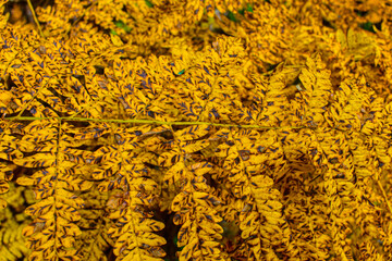 Plants in autumn in the canadian forest in the province of Quebec