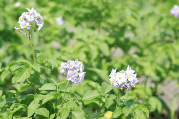 potatoe flower