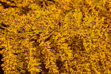 Plants in autumn in the canadian forest in the province of Quebec
