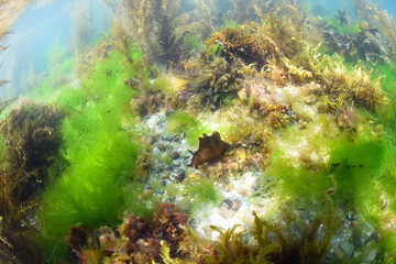 lievre de mer