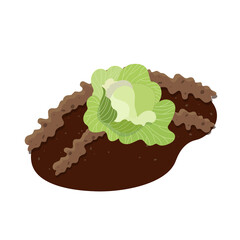 A head of cabbage growing on the ground in a garden. Vector illustration.