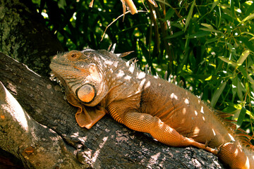 Green Iguana sitting on a branch