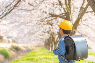 桜並木と小学生の後ろ姿