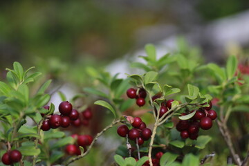 Fototapeta premium red berries of a currant