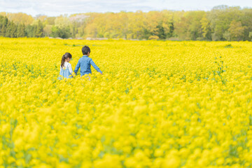 菜の花畑を散歩する子供たちの後ろ姿