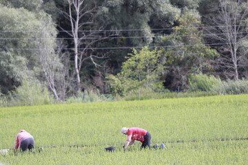 Obraz premium people work