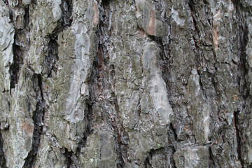 macro background image of a tree bark