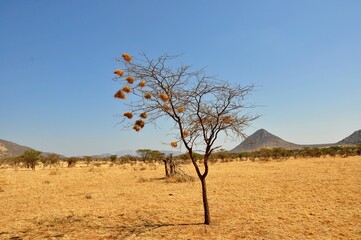 Samotne drzewo z gniazdami wikłaczy. Park narodowy Samburu (Kenia)