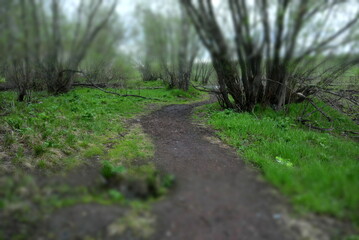 the green path night nature in Russia