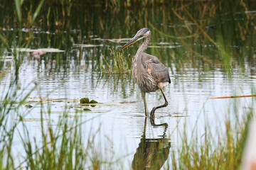 great blue heron, blue heron, heron, great, blue, fishing, marsh, swamp, pond, river, lake, bird,...
