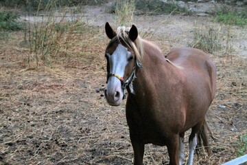 horse eating hay