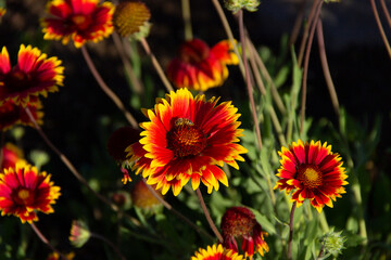 bee collecting nectar on a flower