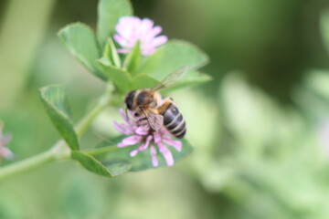 bee on flower