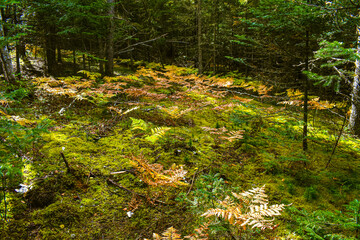 Autumn undergrowth in wild forest in Quebec, Canada