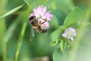 bee on a flower