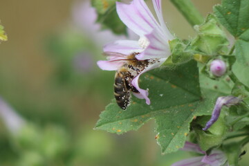 bee on a flower