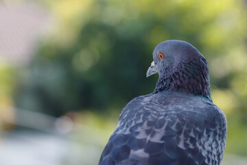 closeup photo of pigeon day time,Pigeon sitting on the fence