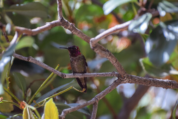 A hummingbird sitting on a branch
