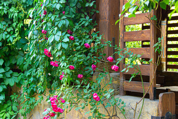 Fototapeta na wymiar Beautiful pink rose in a garden