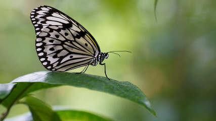 Obraz na płótnie Canvas Zebra Butterfly