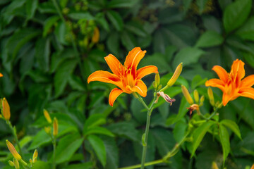 Tiger Lily Flower Isolated in Garden