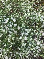 grass with small white flowers