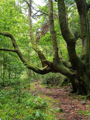 Obraz premium Super green tropical island with large ferns and lush trees