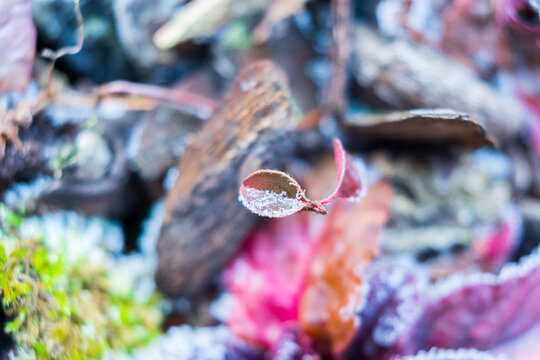 Close up of a little leaf with some frost. High resolution photo.