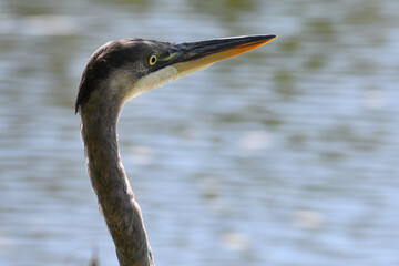 Closeup of a Great Blue Heron