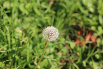 Gentle head of dandelion seeds on a blurred grassy background