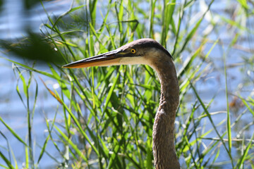 Closeup of a Great Blue Heron