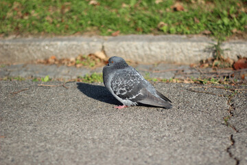 The colorful gray pigeon crouched on the asphalt and calmly watched the surroundings