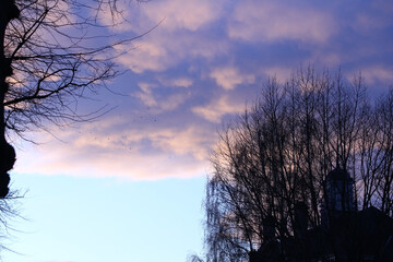 Panoramic shot of leafless trees on an indigo clouds background