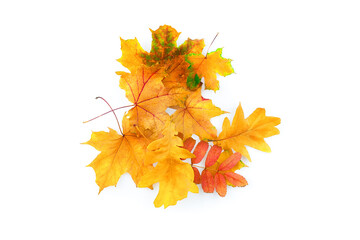 Autumn leaves on white background. Top view