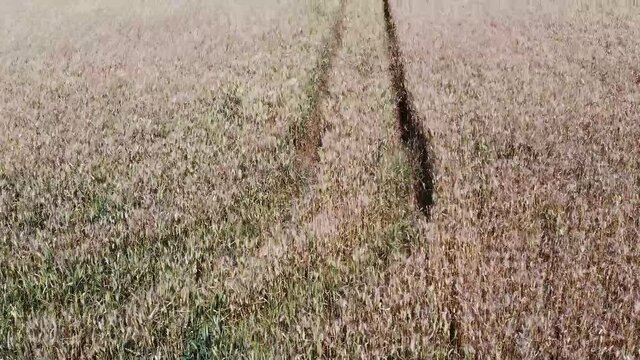 Vista de drone de planta&ccedil;&atilde;o de trigo