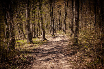 Obraz premium Forest