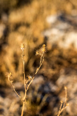 Plantas y flores secas en la naturaleza junto con piedras y la luz cálida del Sol.
