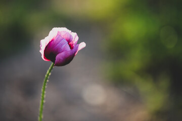 Close up macro image of vibrant purple poppy in bloom with blurred background