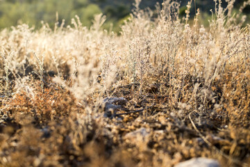 Fototapeta premium Plantas y flores secas en la naturaleza junto con piedras y la luz cálida del Sol.