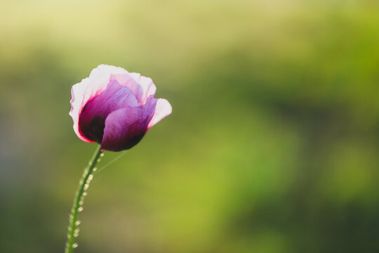 Close up macro image of vibrant purple poppy in bloom with blurred background